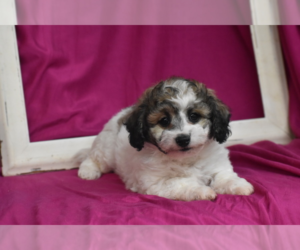 Medium Photo #2 Bichpoo Puppy For Sale in ELDORADO, OH, USA