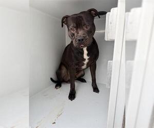 Staffordshire Bull Terrier Dogs for adoption in Houston, TX, USA