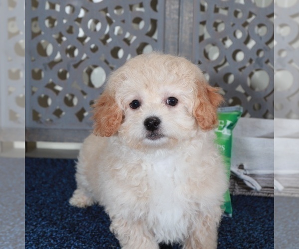 Medium Photo #3 Poochon Puppy For Sale in MOUNT VERNON, OH, USA