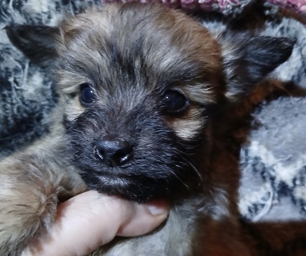 Medium Photo #1 Dameranian Puppy For Sale in EAST LYNN, MA, USA