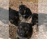 Small Photo #20 German Shepherd Dog Puppy For Sale in WESTBY, WI, USA