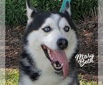 Small Siberian Husky