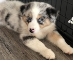 Small Photo #1 Australian Shepherd Puppy For Sale in HOUSTON, TX, USA