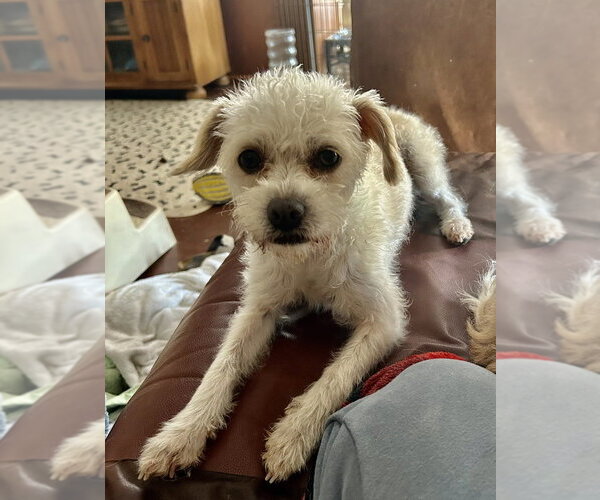 Medium Photo #2 Maltese-Unknown Mix Puppy For Sale in San Diego , CA, USA
