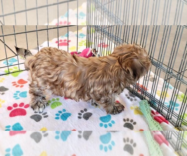 Medium Photo #5 Morkie Puppy For Sale in ORO VALLEY, AZ, USA