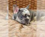 Small #1 French Bulldog