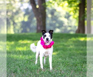Mutt Dogs for adoption in Unionville, PA, USA