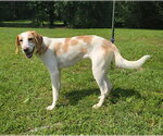 Small Brittany-Treeing Walker Coonhound Mix