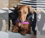 Small #10 Dachshund