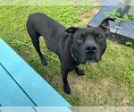 Small #1 American Pit Bull Terrier