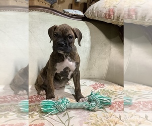 Boxer Puppy for Sale in SHREVE, Ohio USA