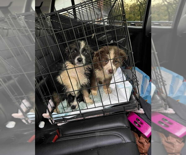 Medium Photo #2 Australian Shepherd-Unknown Mix Puppy For Sale in Aurora, IN, USA