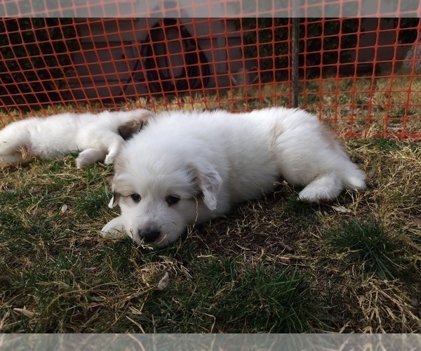 Medium Photo #9 Great Pyrenees Puppy For Sale in LAS VEGAS, NV, USA