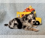 Small #3 Chihuahua