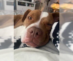 Bambee - Female American Pit Bull Terrier-Unknown Mix Dog for Adoption - Photo #3