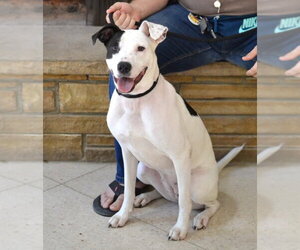 Labrador Retriever-Unknown Mix Dogs for adoption in Germanton, TN, USA