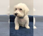 Small Bichon Frise