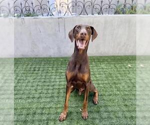 Doberman Pinscher Dogs for adoption in Pasadena, CA, USA