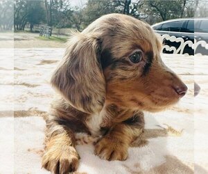 Dachshund Puppy for Sale in KERRVILLE, Texas USA
