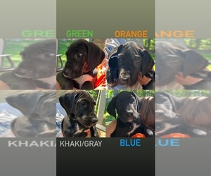 Great Dane Dogs for adoption in BUFORD, GA, USA