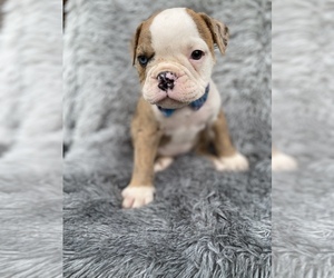 Olde English Bulldogge Puppy for sale in BEECH GROVE, IN, USA