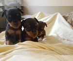 Small Photo #8 Miniature Pinscher Puppy For Sale in BULGER, PA, USA