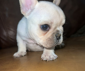 French Bulldog Puppy for sale in HESPERIA, CA, USA