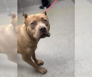 American Pit Bull Terrier-Unknown Mix Dogs for adoption in Las Vegas, NV, USA