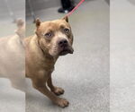 Small American Pit Bull Terrier Mix