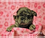 Small Photo #1 Jug-Pug Mix Puppy For Sale in LIBERTY, KY, USA