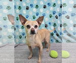 Small Chihuahua Mix
