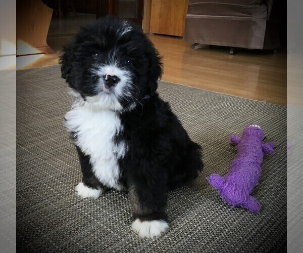 Medium Photo #1 Bernedoodle Puppy For Sale in CLARE, MI, USA