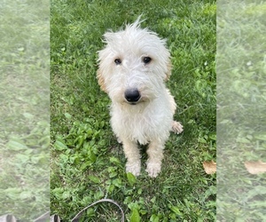 Labradoodle Puppy for sale in BENTON, IL, USA