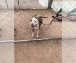 Small Photo #3 American Bully Puppy For Sale in CASA GRANDE, AZ, USA