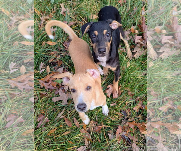 Medium Photo #3 Labrador Retriever-Unknown Mix Puppy For Sale in Virginia Beach, VA, USA