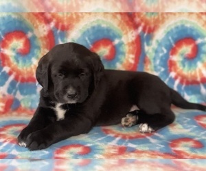 Labrador Retriever-Saint Bernard Mix Puppy for sale in LANCASTER, PA, USA
