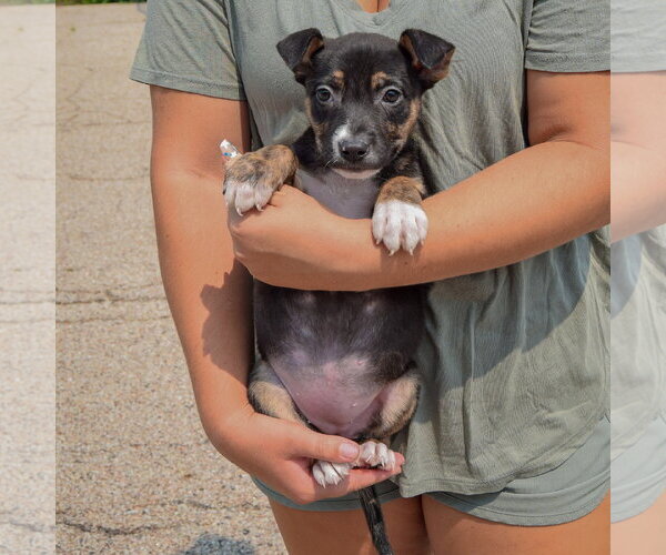 Medium Photo #3 Labsky Puppy For Sale in Huntley, IL, USA