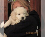 Small Photo #16 English Cream Golden Retriever Puppy For Sale in NORTHWOOD, OH, USA