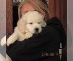 Small #15 English Cream Golden Retriever