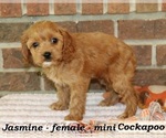 Small #1 Cockapoo