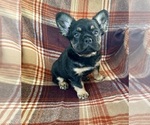 Small #3 French Bulldog