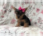 Small Photo #4 Yorkshire Terrier Puppy For Sale in LAKELAND, FL, USA