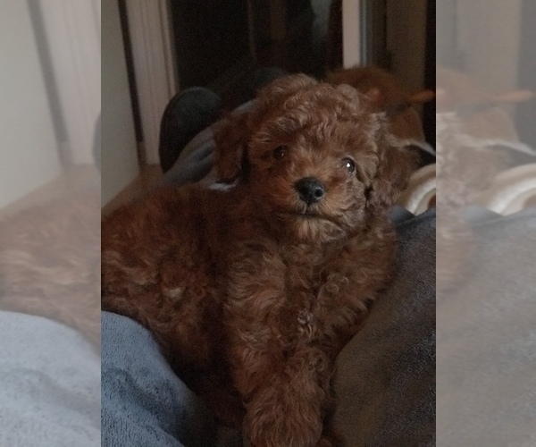 Medium Photo #7 Poodle (Toy) Puppy For Sale in BOWLING GREEN, KY, USA