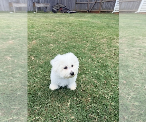 Medium Photo #13 Bichon Frise Puppy For Sale in PELZER, SC, USA