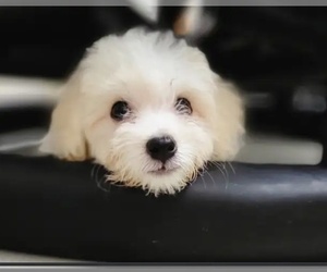 Maltese Puppy for Sale in North York, Ontario Canada