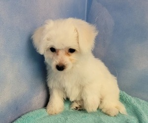 Bichon Frise Puppy for sale in Shelbyville, IN, USA