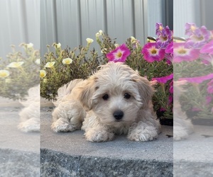 Coton de Tulear-Poodle (Toy) Mix Puppy for sale in CANOGA, NY, USA