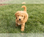 Small Photo #4 Cock-A-Poo-Goldendoodle Mix Puppy For Sale in TOPEKA, IN, USA