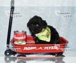 Small #14 Poodle (Toy)