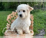 Small #2 Poovanese